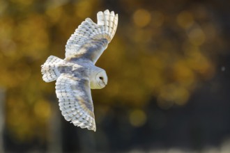 Western Barn Owl (Tyto alba) flying, Lower Saxony, Germany, Europe