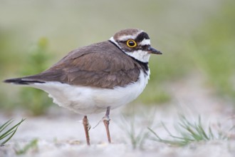 Little Ringed Plover (Charadrius dubius), Saxony-Anhalt, Germany, Europe