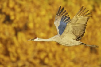 Sandhill Crane (Antigone canadensis) flying, New Mexico, USA, North America