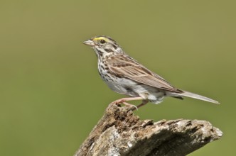 Savannah Sparrow (Passerculus sandwichensis), Saskatchewan, Canada, North America