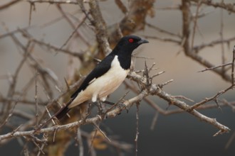 Magpie Starling (Speculipastor bicolor) male, Samburu, Kenya, Africa