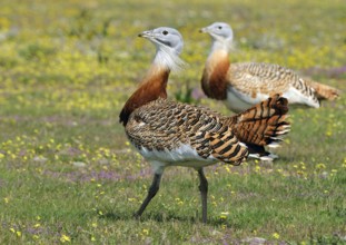 Great Bustard (Otis tarda), Extremadura, Spain, Europe