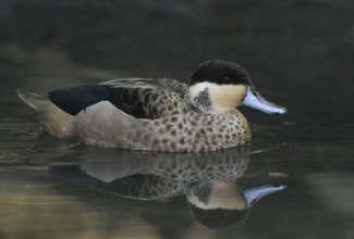 Hottentot Teal (Spatula hottentota), California, USA, North America
