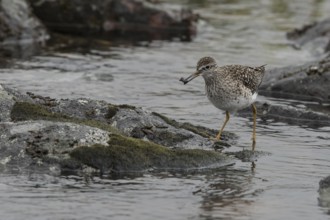 Wood Sandpiper (Tringa glareola), Dalarna, Sweden, Europe