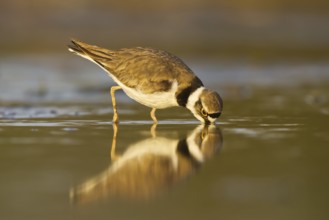Little Ringed Plover (Charadrius dubius) foraging, North Rhine-Westphalia, Germany, Europe