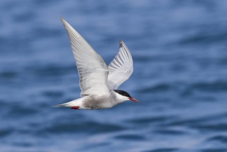 Whiskered Tern (Chlidonias hybrida) flying, Eilat, Israel, Asia
