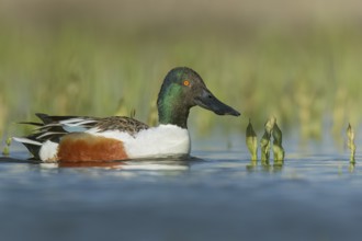 Northern Shoveler (Anas clypeata) swimming in a pond in Manitoba, Canada, North America