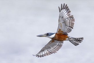 Ringed Kingfisher (Megaceryle torquata) flying in the Pantanal of Brazil