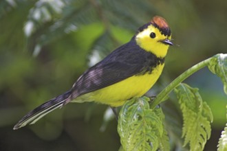 Collared Whitestart (Myioborus torquatus), Costa Rica, Central America