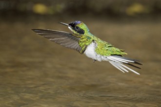 Purple-crowned Fairy (Heliothryx barroti), Costa Rica, Central America