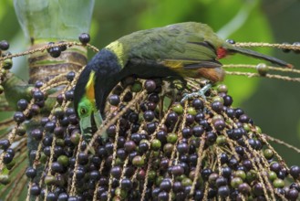 Spot-billed Toucanet (Selenidera maculirostris) feeding on palm fruits in the Atlantic rainforest