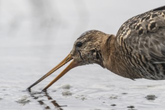 Black-tailed godwit (Limosa limosa), Lower Saxony, Germany, Europe