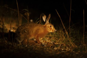 European brown hare (Lepus europaeus) juvenile leveret in grassland lit by torchlight at night in