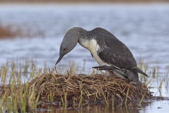 Sterntaucher (Gavia stellata)