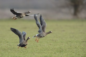 Greater White-fronted Goose (Anser albifrons) group flying, North Rhine-Westphalia, Germany, Europe