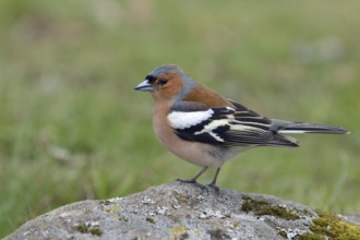 Common Chaffinch (Fringilla coelebs) male perched on a stone, Sweden, Europe