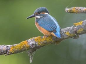 Common Kingfisher (Alcedo atthis), Mecklenburg-Western Pomerania, Germany, Europe
