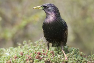 Common Starling (Sturnus vulgaris) male, Bavaria, Germany, Europe
