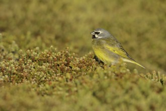 Black-throated Finch (Melanodera melanodera) perched on the ground in the Falkland Islands