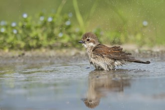 Red-backed Shrike (Lanius collurio) female bathing, Aosta Valley, Italy, Europe
