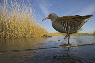 Water Rail (Rallus aquaticus), Cheshire, United Kingdom, Europe