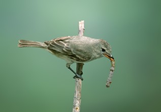 Northern Beardless-Tyrannulet Camptostoma imberbe Patagonia, ARIZONA, United States May Adult with
