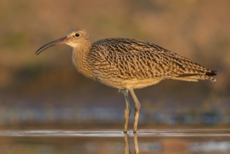 Eurasian Curlew (Numenius arquata) foraging, Poland, Europe