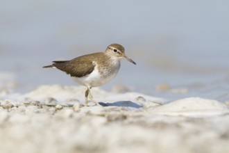 Common Sandpiper (Actitis hypoleucos), Burgenland, Austria, Europe