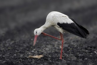 White Stork (Ciconia ciconia), Saxony-Anhalt, Germany, Europe
