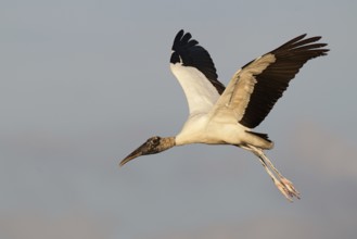Wood Stork (Mycteria americana) flying, Florida, USA, North America