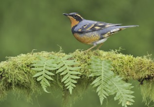 Varied Thrush (Ixoreus naevius), British Columbia, Canada, North America