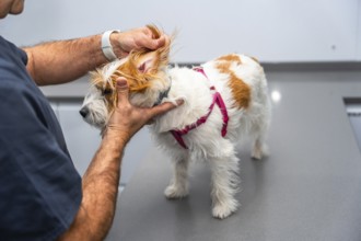 Veterinarian examining the ear of a jack russell terrier dog during a medical check up at the