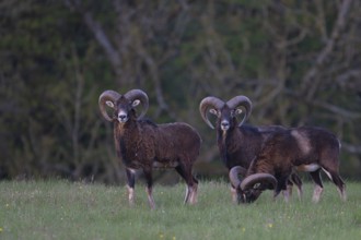 European mouflon (Ovis gmelini musimon, Syn.: Ovis orientalis musimon, Ovis aries musimon),