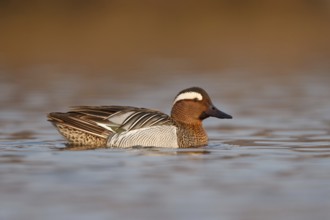 Garganey (Spatula querquedula) male, Utrecht, Netherlands