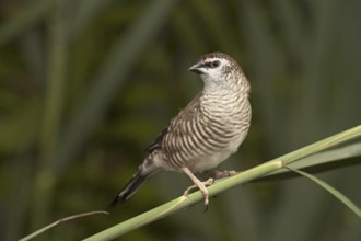 Plum-headed Finch (Neochmia modesta) female