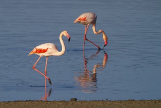 Greater Flamingo (Phoenicopterus roseus), Greece, Europe