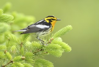 Blackburnian Warbler (Setophaga fusca), Canada, North America