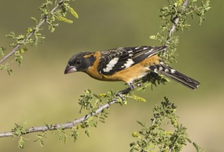 Black-headed Grosbeak (Pheucticus melanocephalus) male, Texas, USA, North America