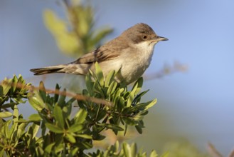 Nachtigallengrasmücke, Eastern Orphean Warbler, Sylvia crassirostris, Orpheusgrasmücke, Östliche