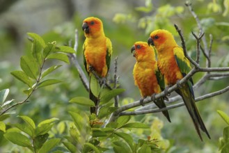 Sun Parakeet (Aratinga solstitialis) perched on a branch in the grasslands of Guyana