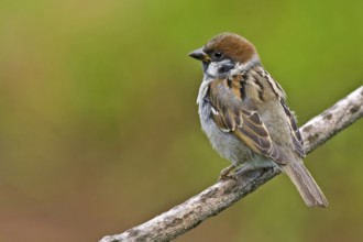 Eurasian Tree Sparrow (Passer montanus), Saxony-Anhalt, Germany, Europe