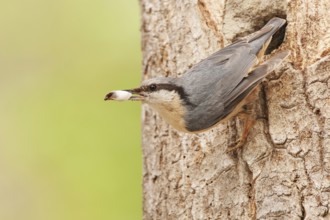 Eurasian Nuthatch (Sitta europaea) nest, Switzerland, Europe