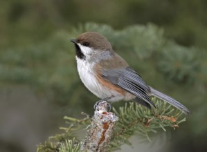 Boreal Chickadee (Poecile hudsonicus), Saskatchewan, Canada, North America