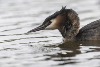 Great Crested Grebe (Podiceps cristatus), Emsland, Lower Saxony, Germany, Europe
