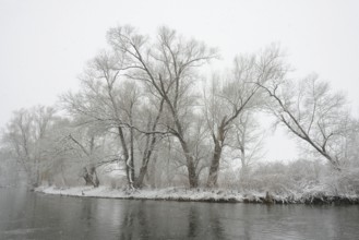 Winter landscape by a river, willows (Salix) on the bank in heavy snowfall, North Rhine-Westphalia,