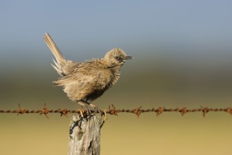 Brown Songlark (Megalurus cruralis) male perched on a barbed wire fence, Victoria, Australia,
