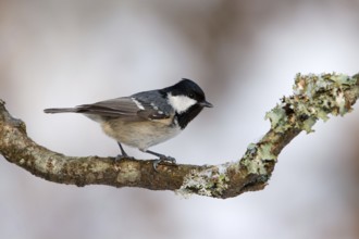 Zwarte mees, Coal tit, Periparus ater