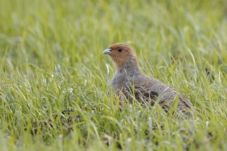 Grey Partridge (Perdix perdix) perched in grass field, North Rhine-Westphalia, Germany, Europe