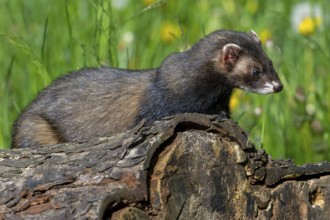 European polecat (Mustela putorius) on the hunt, looking for prey from fallen tree trunk in meadow