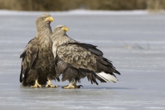White-tailed Eagle (Haliaeetus albicilla), Mecklenburg-Western Pomerania, Germany, Europe